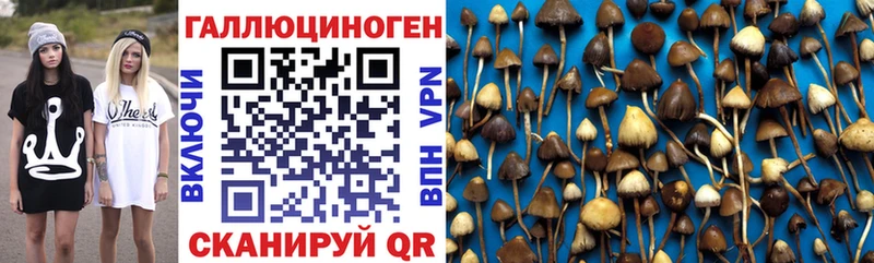 Купить  Ува  Галлюциногенные грибы Psilocybe 